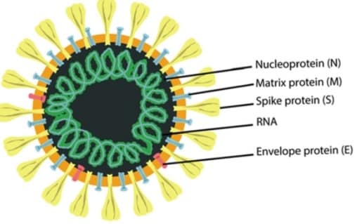 Illustration of the SARS-CoV-2 structure Cartoon representation of the SARS-CoV-2 structure