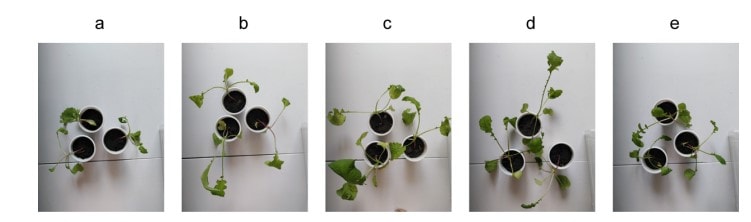 Radish seedlings 20 days after planting Radish seedling growth in response to SeNPs fertilization.