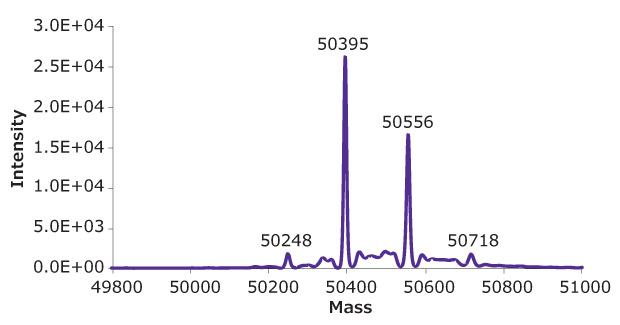 Deconvoluted mass spectra of heavy chain of reduced SigmaMAb™ reference. Deconvoluted mass spectra of heavy chain of reduced SigmaMAb™ reference.