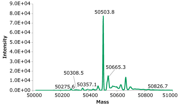 Exemplary deconvoluted SEC-MS spectra of rituximab from clones 27. The MS peak annotations correspond to glycoform glycans listed in Tables 7 and 8. Exemplary deconvoluted SEC-MS spectra of rituximab from clones 27. The MS peak annotations correspond to glycoform glycans listed in Tables 7 and 8.
