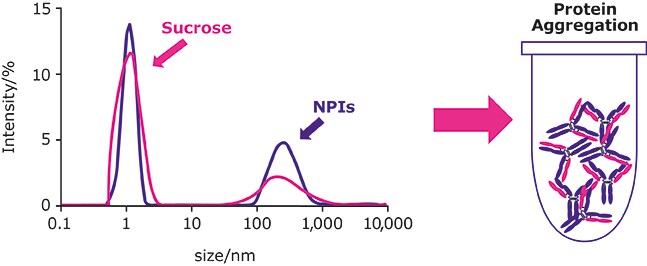 Protein Agregation