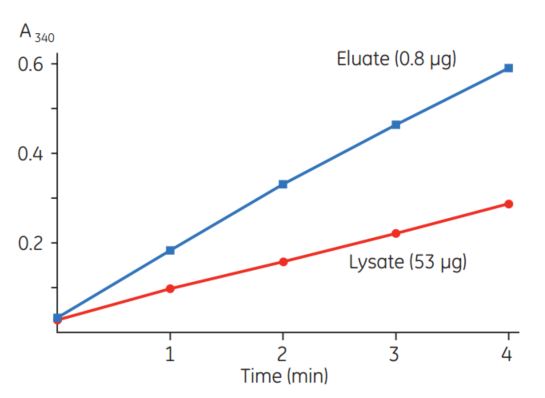 Typical results of a CDNB assay for GST-tagged proteins. 53 µg of total protein from an E. coli TG1/pGEX-4T-Luc lysate and 0.8 µg of total protein eluted from Glutathione Sepharose medium were assayed according to instructions included with the GST Detection Module. Typical results of a CDNB assay for GST-tagged proteins. 53 µg of total protein from an E. coli TG1/pGEX-4T-Luc lysate and 0.8 µg of total protein eluted from Glutathione Sepharose medium were assayed according to instructions included with the GST Detection Module.