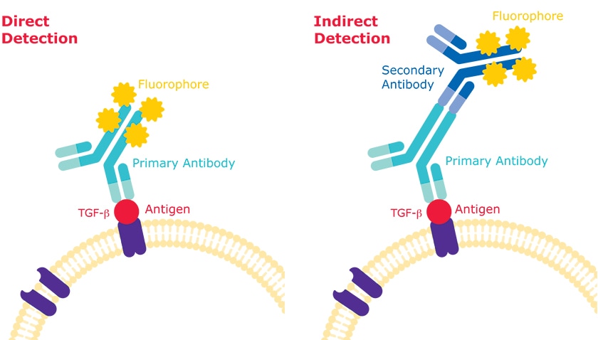 Flow Cytometry: Direct Detection vs Indirect Detection 直接和间接检测法流式分析差异。