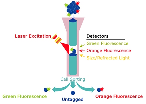 Flow Cytometry Diagram 采用激光激发和检测器进行的常见流式细胞分析示意图。