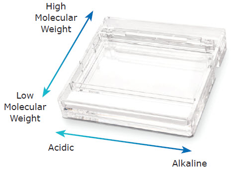 Mark Your Gel to Locate Alkaline and Acidic Sides and Molecular Weight Marking of the gel helps identify alkaline and acid sides and protein molecular weight.