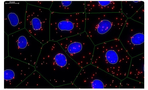 Duolink® PLA Multicolor detection of EGFR