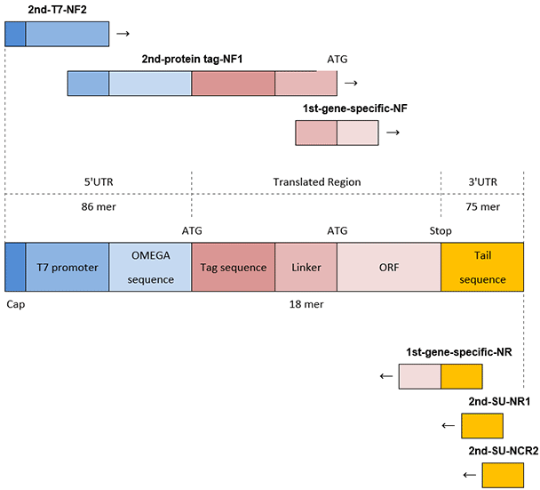 pcr-n-terminal-tag N端标签的PCR