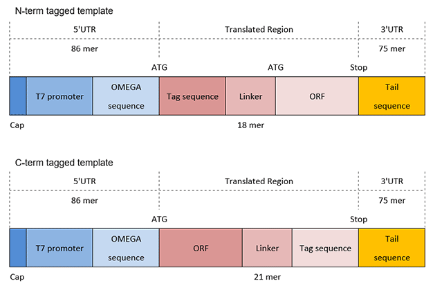 primer-list 引物表