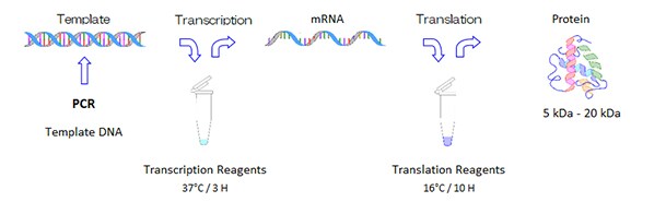 protein-synthesis 蛋白质合成