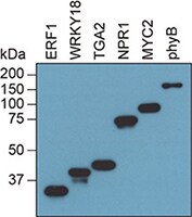 result-of-synthesizing-flag-fusion-protein flag融合蛋白合成结果