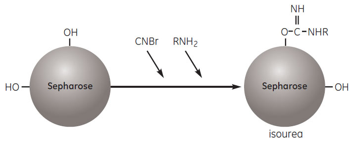 Activation by cyanogen bromide