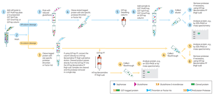 Flow chart of the affinity purification Flow chart of the affinity purification