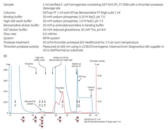 Purification of GST-SH2 GST-tagged protein Purification of GST-SH2 GST-tagged protein