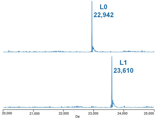 Deconvoluted mass spectra of the light chain species of the deglycosylated, reduced ADC Mimic