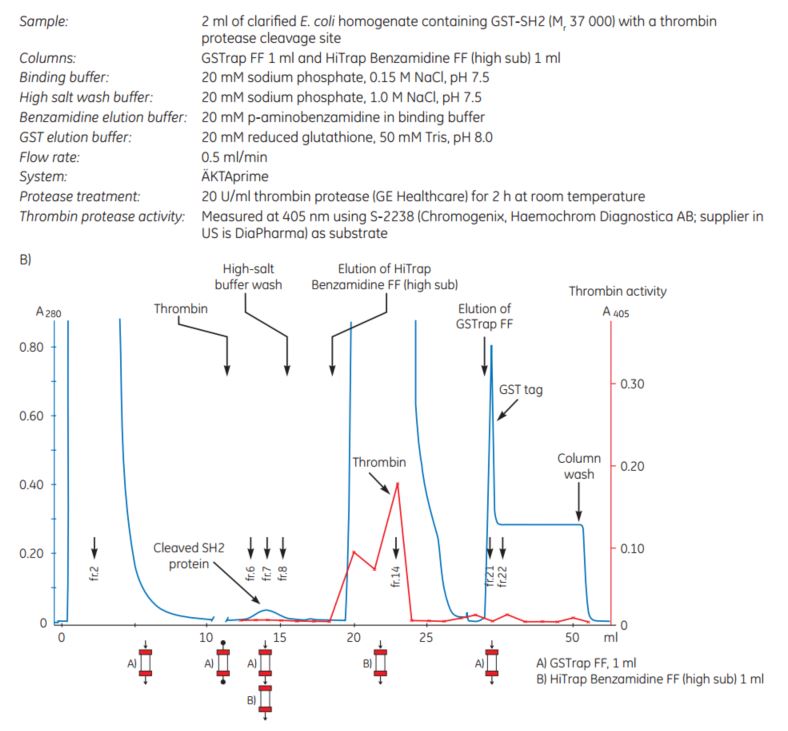 Purification of GST-SH2 GST-tagged protein with on-column cleavage and post-cleavage  removal of thrombin using GSTrap™ FF and HiTrap® Benzamidine FF (high sub) columns.