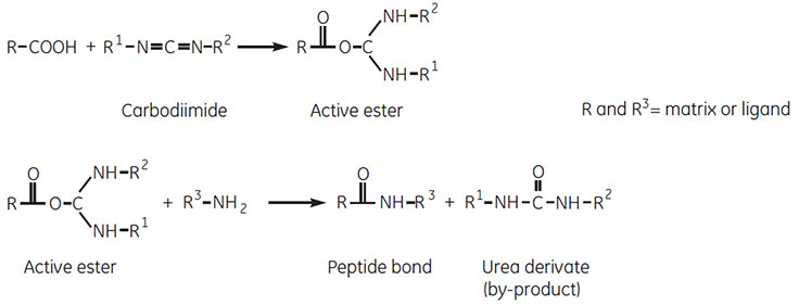 carbodiimide-coupling-reaction Carbodiimide coupling reaction
