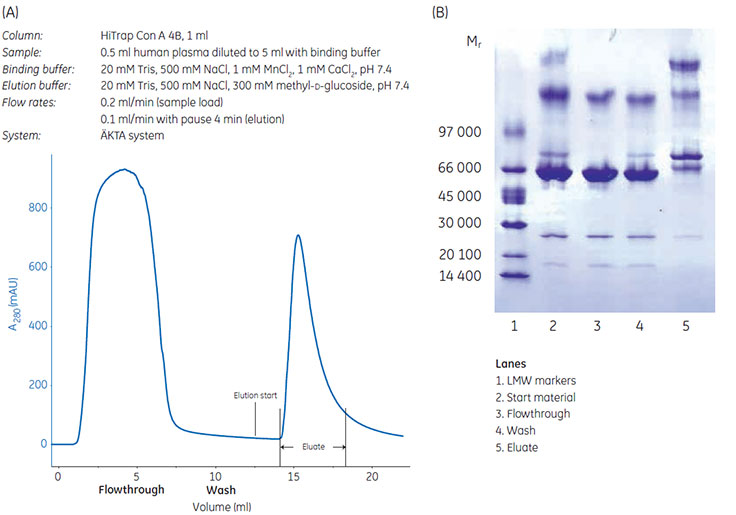 Chromatographic enrichment of glycoproteins from human plasma Chromatographic enrichment of glycoproteins from human plasma