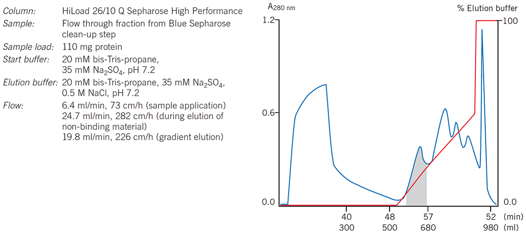 Elution pattern, purity and yield are maintained when scaling-up from a HiLoad column to a BPG column Elution pattern, purity and yield are maintained when scaling-up from a HiLoad column to a BPG column