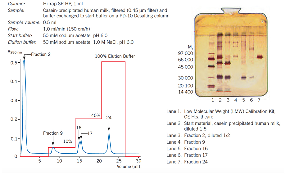 Separation of human milk proteins on HiTrap SP HP, 1 ml, using one step elution Separation of human milk proteins on HiTrap SP HP, 1 ml, using one step elution