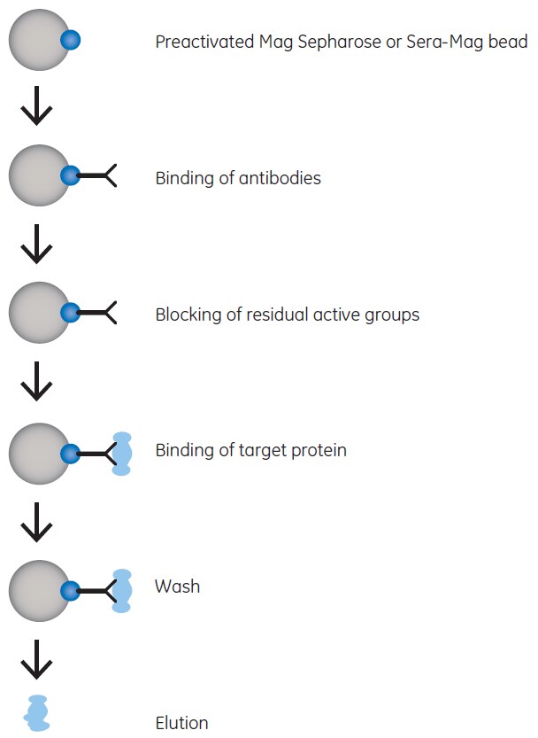 Principle for coupling of biomolecules Principle for coupling of biomolecules