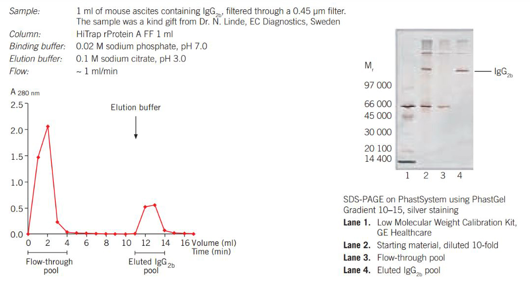 Purifcation of mouse IgG2b from ascites on HiTrap rProtein A FF 1 mL column using a syringe. Purifcation of mouse IgG2b from ascites on HiTrap rProtein A FF 1 mL column using a syringe.