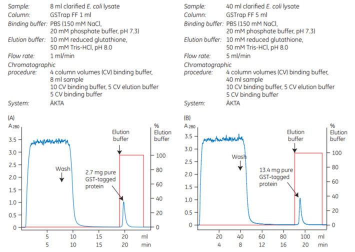 Puriﬁcation of a GST-tagged protein on GSTrap