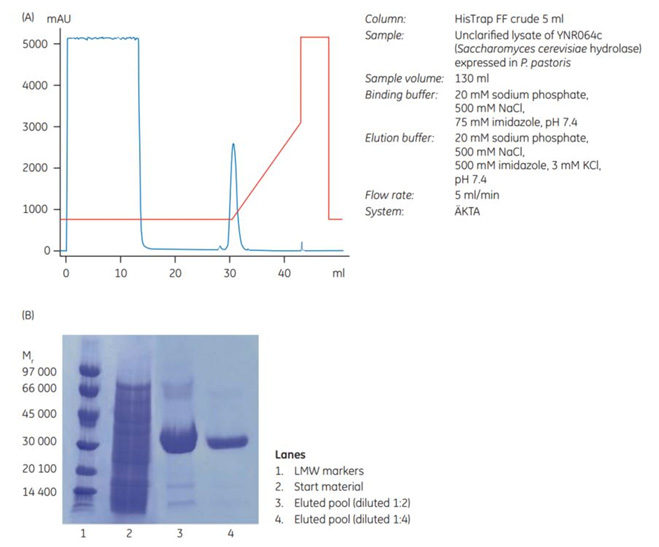 puriﬁcation of a histidine-tagged hydrolase