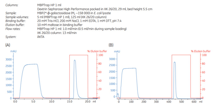 Scale-up of MBP2 Scale-up of MBP2