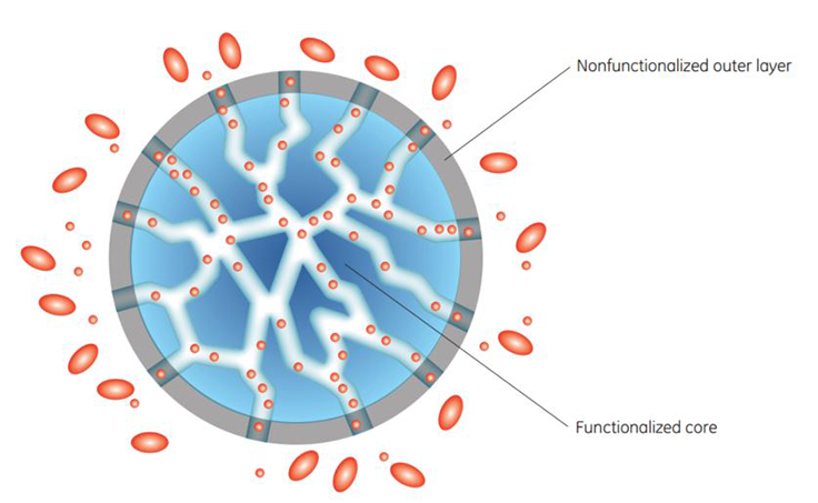 Schematic cross-sectional view of a Capto Core 700 particle