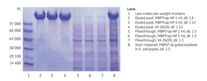 SDS-PAGE analysis SDS-PAGE analysis