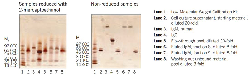 SDS-PAGE on PhastSystem, using PhastGel 4–15 with silver staining SDS-PAGE on PhastSystem, using PhastGel 4–15 with silver staining.