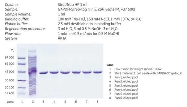 Repeated purification and regeneration on the same StrepTrap™ HP column. Repeated purification and regeneration on the same StrepTrap™ HP column.