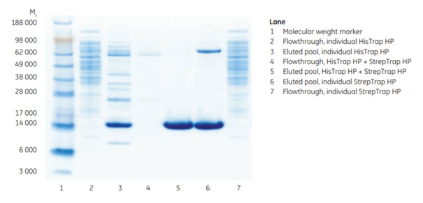 SDS-PAGE analysis SDS-PAGE analysis