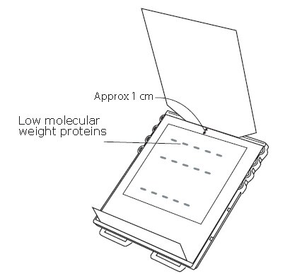Place blocked membrane 1 cm from the stage edge with low molecular weight proteins towards the loading port Place blocked membrane 1 cm from the stage edge with low molecular weight proteins towards the loading port