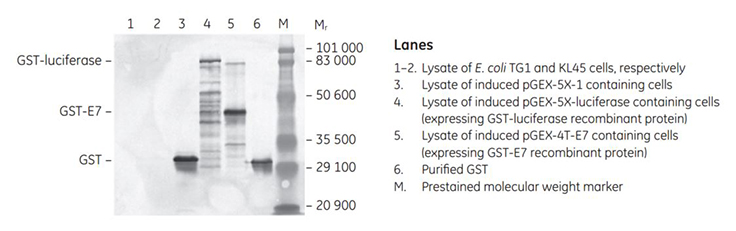 Western blot of E. coli lysates containing GST-tagged proteins Western blot of E. coli lysates containing GST-tagged proteins
