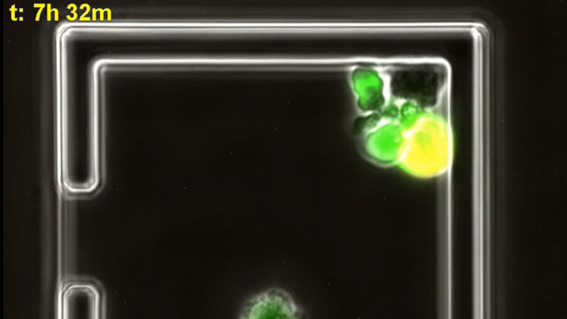 Live Cell Imaging of Apoptosis in Immune Cells using the CellASIC® ONIX2 Microfluidic System Live Cell Imaging of Apoptosis in Immune Cells using the CellASIC® ONIX2 Microfluidic System