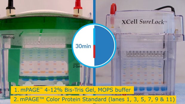 mPAGE<sup>®</sup> Comparison Bio Rad and SureLock<sup>®</sup>