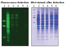 fluor detection Blot stained after detection fluor detection Blot stained after detection