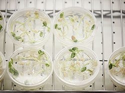 Plant cell and tissue isolation using tissue culture