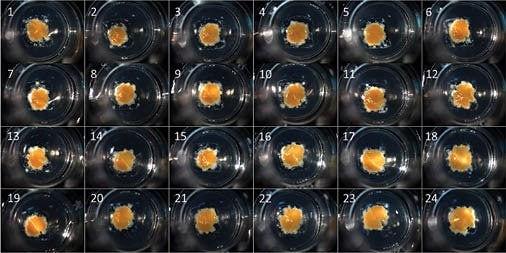 3D human liver tissue bioprinted on Corning Transwell permeable supports.