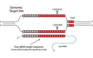 Gene Expression & Silencing