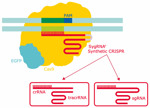 Schematic diagram of the CRISPR gene editing system showing the different types of synthetic gRNA for CRISPR.