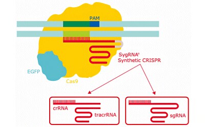 CRISPR基因编辑系统示意图展示了用于CRISPR的不同类型合成gRNA。