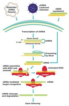 Diagram showing the mechanistic flow of shRNA and siRNA mediated gene silencing in cells.