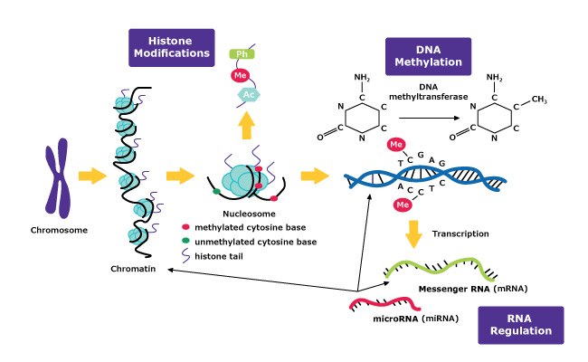 基于DNA甲基化、组蛋白修饰和RNA调控的表观遗传机制。