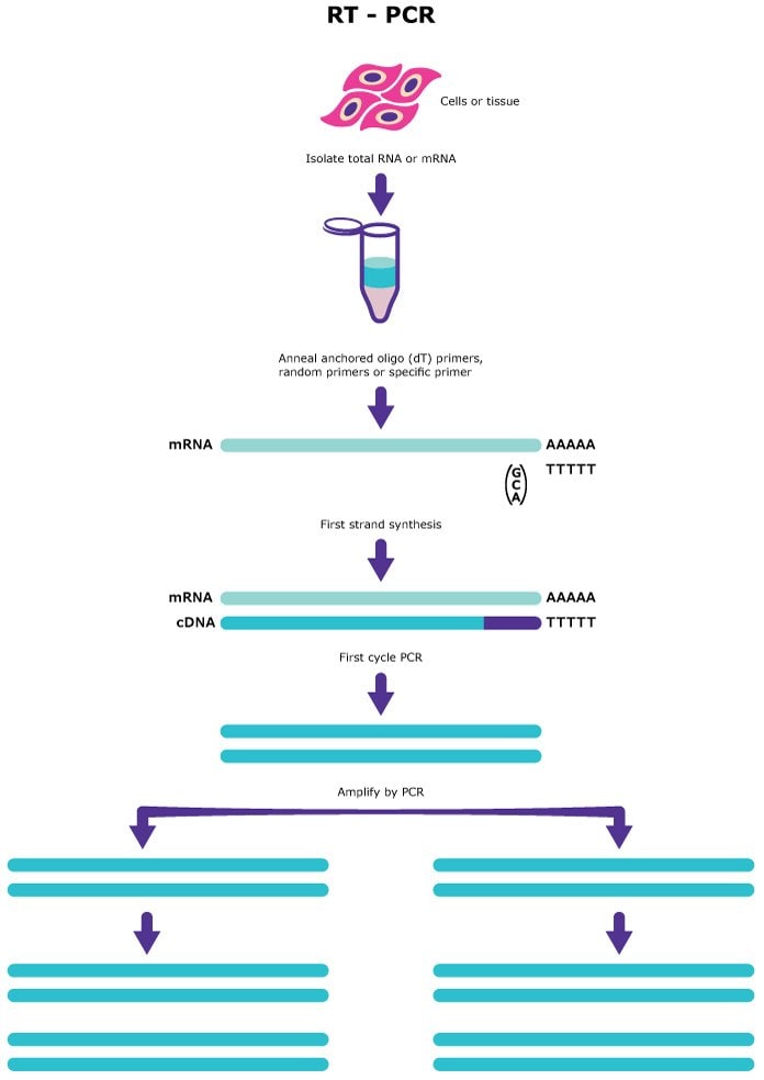 逆转录PCR 有以下步骤：分离出RNA或信使RNA、引物退火、第一条链合成以及PCR扩增。