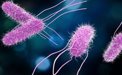 沙门氏菌致病杆状细菌