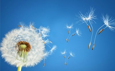 A dandelion against a blue sky with several seeds blowing in the wind.