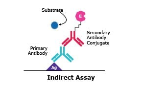 ELISA Detection - Indirect