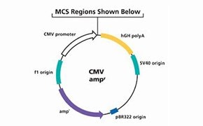 CMV promoter mammalian protein expression vector